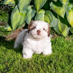 Brody, Shih Tzu Puppy